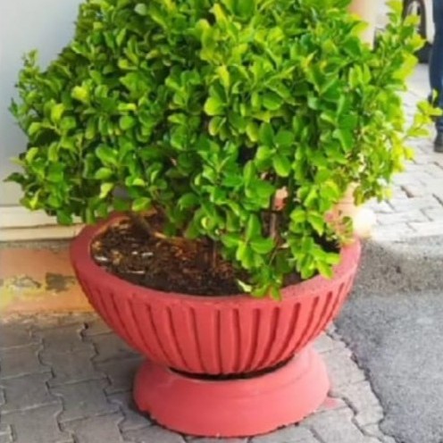 Dekoratif Kültür Taşları